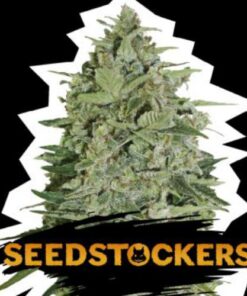 Super Skunk auto Seed Stockers