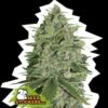 Super Skunk fem Seed Stockers