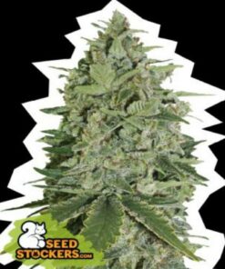 Super Skunk fem Seed Stockers