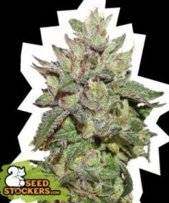 Wedding Cake fem Seed Stockers