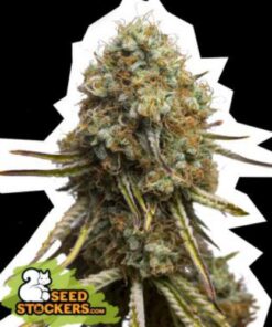 Wedding Glue fem Seed Stockers