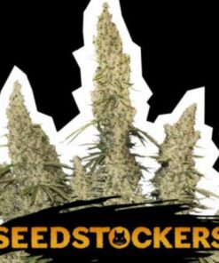 White Widow auto Seed Stockers