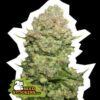White Widow fem Seed Stockers