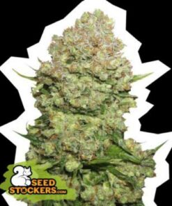 White Widow fem Seed Stockers