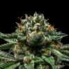 Chempie fem Ripper Seeds