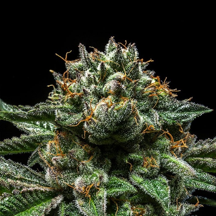Chempie fem Ripper Seeds
