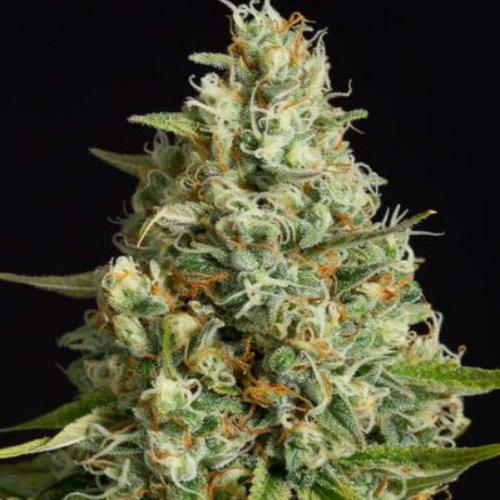 Amnesia Lemon fem Silent Seeds