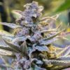 Cookielato fem Silent Seeds
