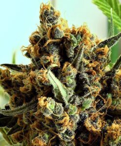 Criminal + fem Ripper Seeds