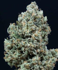 Critical +2.0 auto Silent Seeds