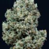 Critical + 2.0 fem Silent Seeds