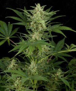 Critical Jack auto Silent Seeds