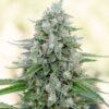 Critical Mango fem Silent Seeds