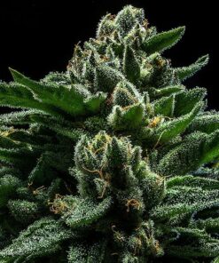 Do-G fem Ripper Seeds