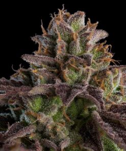 Kmintz fem Ripper Seeds