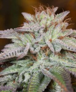 L.A. Vanilla Cake auto Silent Seeds