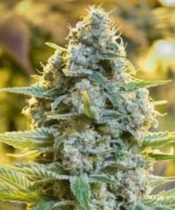 Moby Dick auto Silent Seeds