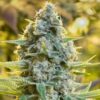 Moby Dick fem Silent Seeds