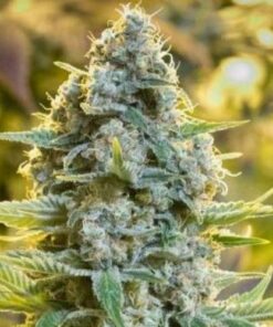 Moby Dick fem Silent Seeds