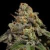 OMG fem Ripper Seeds