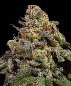 OMG fem Ripper Seeds