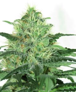 Sideral fem Ripper Seeds