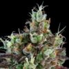 Sour fem Ripper Seeds