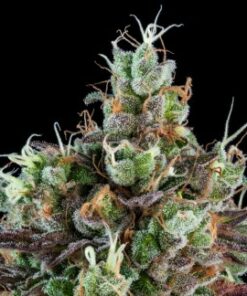 Sour fem Ripper Seeds