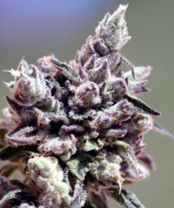 Washing Machine fem Ripper Seeds