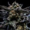 Zombie Kush fem Ripper Seeds