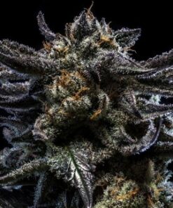 Zombie Kush fem Ripper Seeds