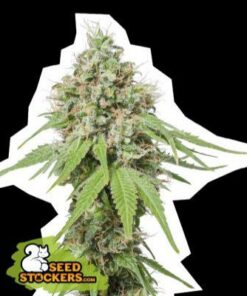 AK 420 fem Seed Stockers