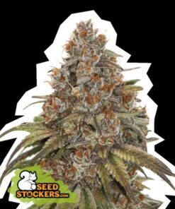 Blackberry Gum auto Seed Stockers