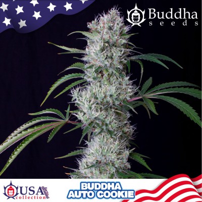 Buddha auto Cookie