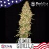 Buddha auto Gorila