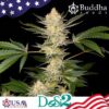 Buddha DoSi2 fem