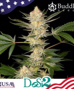 Buddha DoSi2 fem