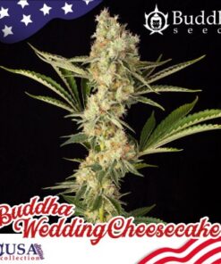 Buddha Wedding Cheesecake fem
