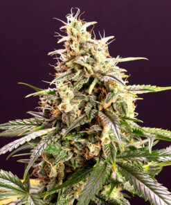 Chem Bomb - auto (Hmb)