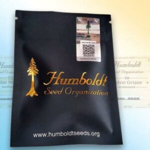 Cinnamon Buddha OG fem Humboldt Seeds