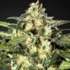 Jack Herer fem Seed Salad