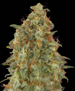 Mandarine - auto (Monkey Seeds)