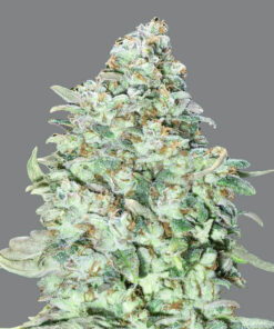 OG Kush - fem (Monkey Seeds)