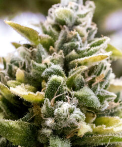 OG Kush - auto (Hmb)