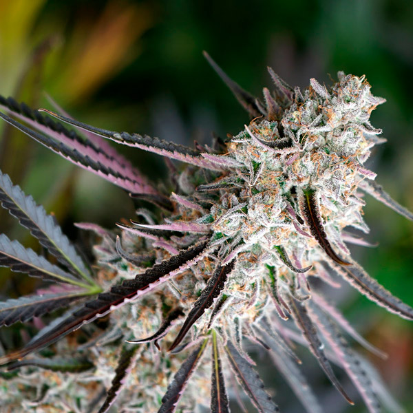 Peanut Butter Breath - fast (Hmb)