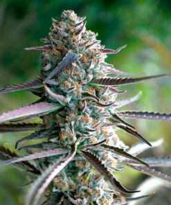 Pineapple Chem - auto (Hmb)