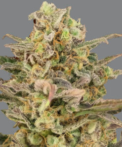 Somango - fem (Monkey Seeds)