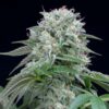 Starfire OG fem Silent Seeds