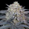 Watermelon Runtz fem Silent Seeds