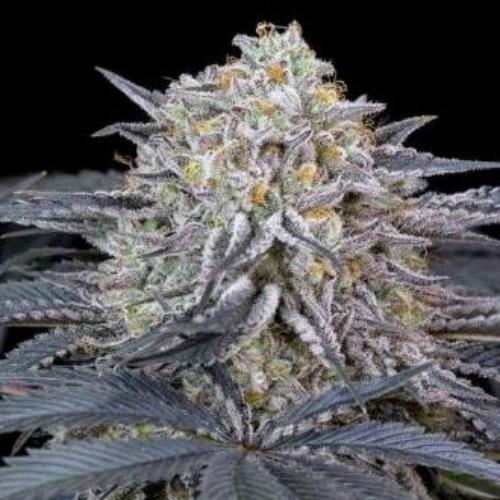 Watermelon Runtz fem Silent Seeds